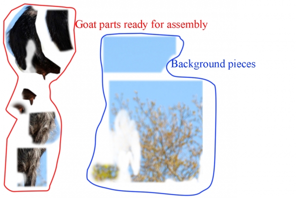 Creation of My Blue Ribbon She Goat: Step 1